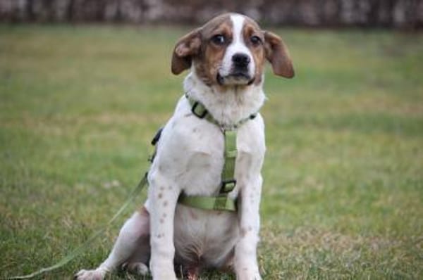 Delino  eine sanfte kleine Seele sucht