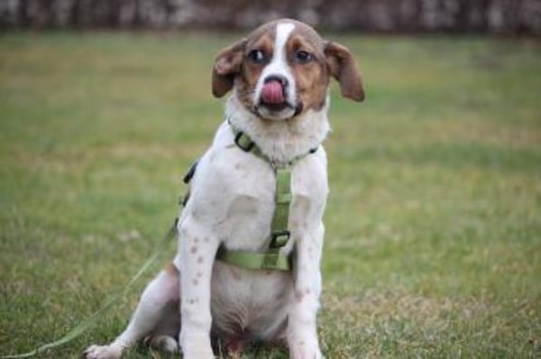 Delino  eine sanfte kleine Seele sucht