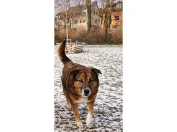 Bim - wartet in 67063 Ludwigshafen