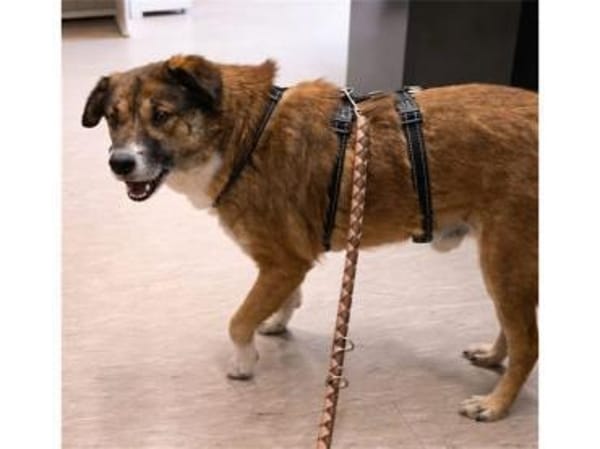 Bim - wartet in 67063 Ludwigshafen