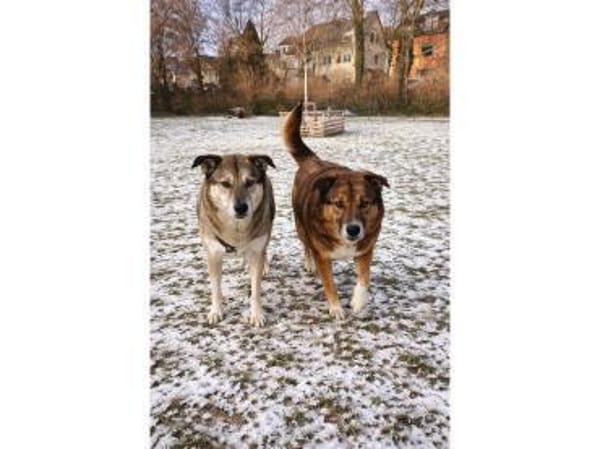 Bim - wartet in 67063 Ludwigshafen