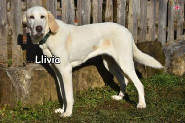 Llivia