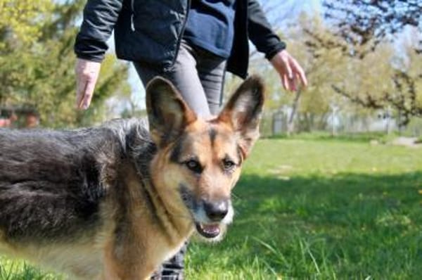 Murphy- liebevoll & loyal