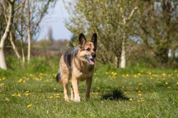 Murphy- liebevoll & loyal