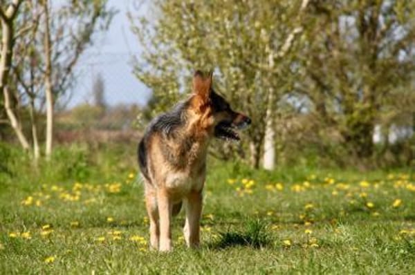 Murphy- liebevoll & loyal