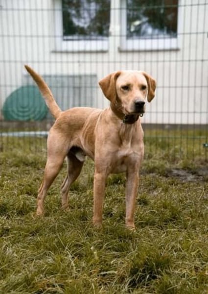 Brackenpärchen sucht liebevolles Zuhause