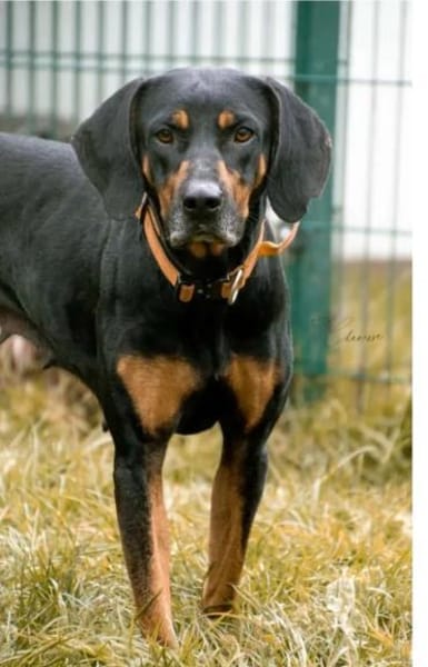 Brackenpärchen sucht liebevolles Zuhause