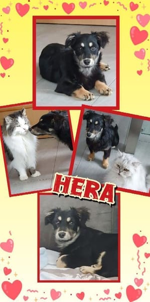 Welpenmädchen Hera auf PS in 92348