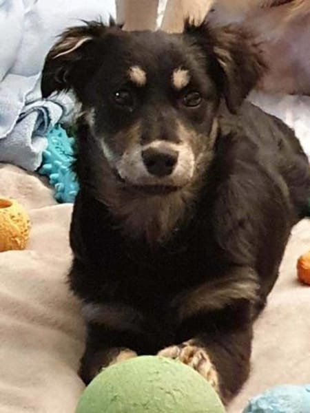 Welpenmädchen Hera auf PS in 92348