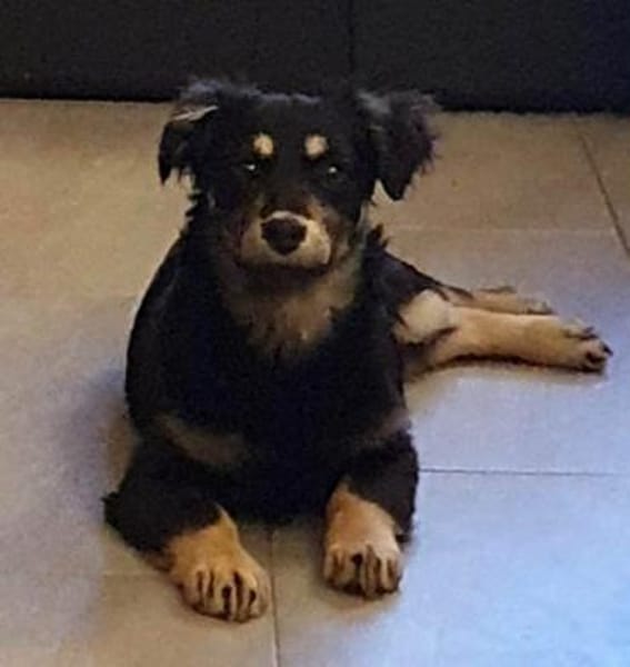 Welpenmädchen Hera auf PS in 92348