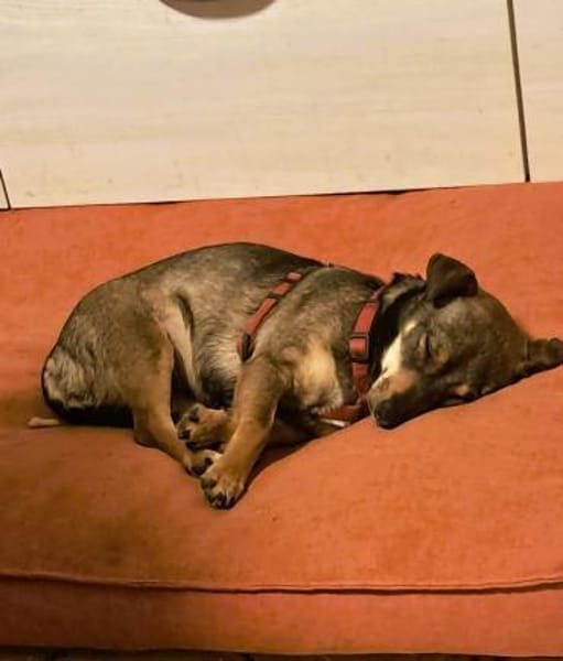 ❤Mara...sucht ein 'Für immer Zuhause'