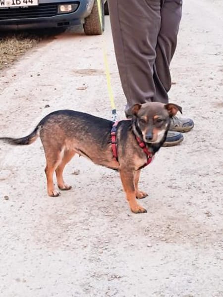 ❤Mara...sucht ein 'Für immer Zuhause'