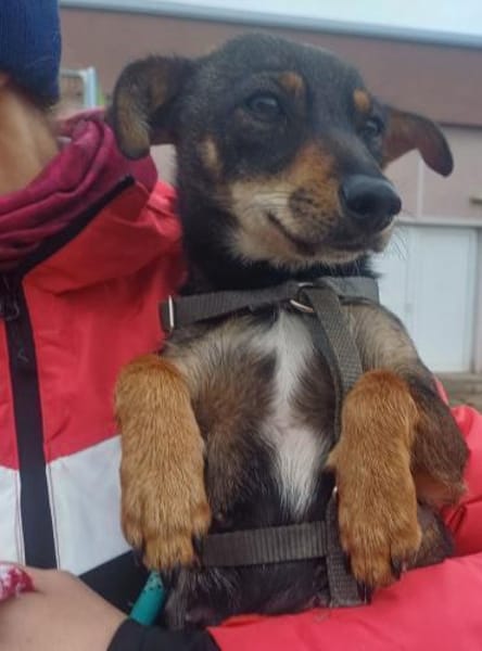 ❤Mara...sucht ein 'Für immer Zuhause'