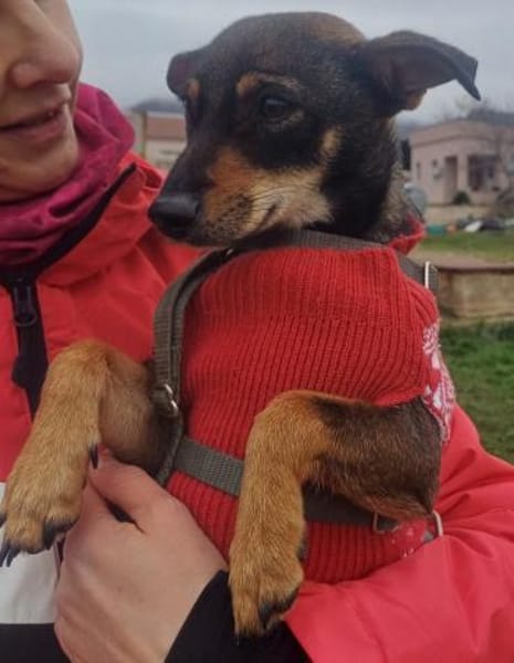 ❤Mara...sucht ein 'Für immer Zuhause'