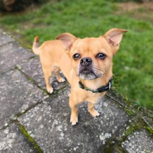 Lino - bracht Sicherheit