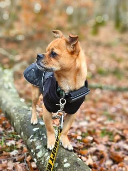 Lino - bracht Sicherheit