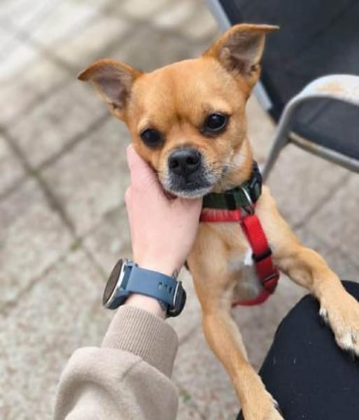 Lino - bracht Sicherheit