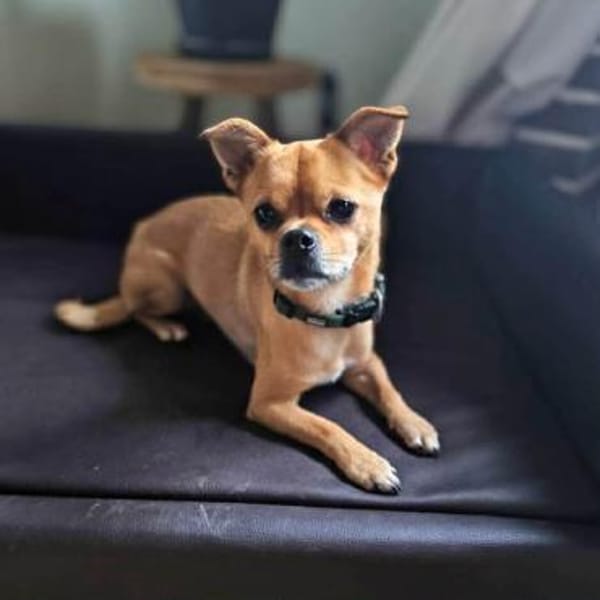 Lino - bracht Sicherheit