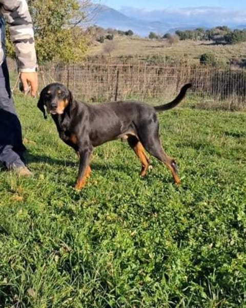 Freundlicher Rüde, menschenbezogen
