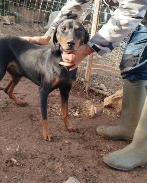 Freundlicher Rüde, menschenbezogen