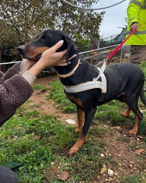 Freundlicher Rüde, menschenbezogen