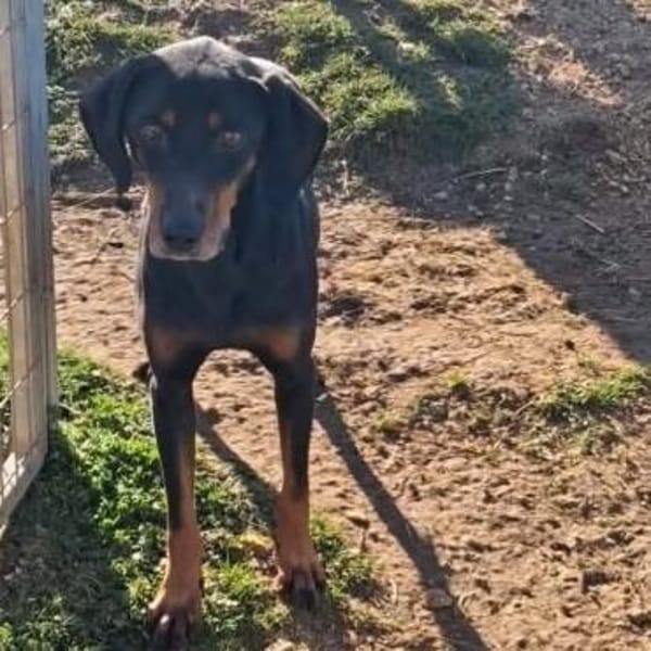 Freundlicher Rüde, menschenbezogen