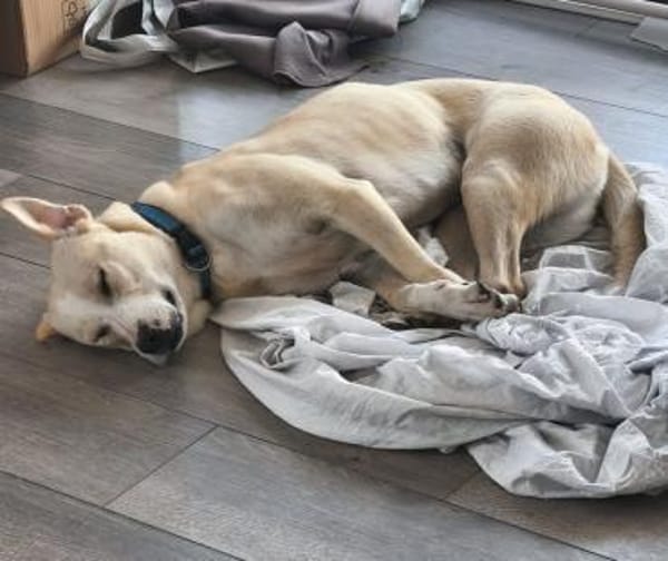 Sunny - Ein-Ohr-Hund