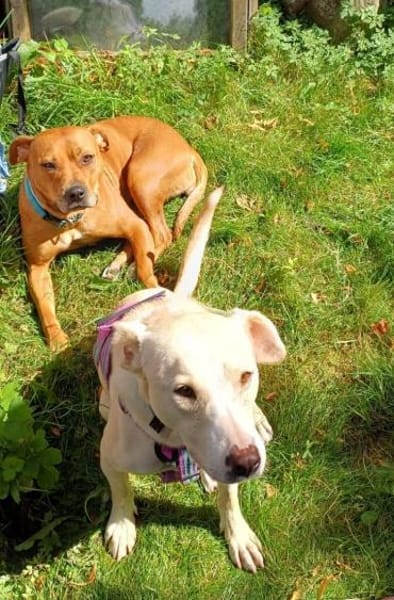 Sunny - Ein-Ohr-Hund