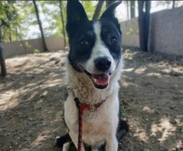 Sarasanfte Seele sucht liebevolles Zuha