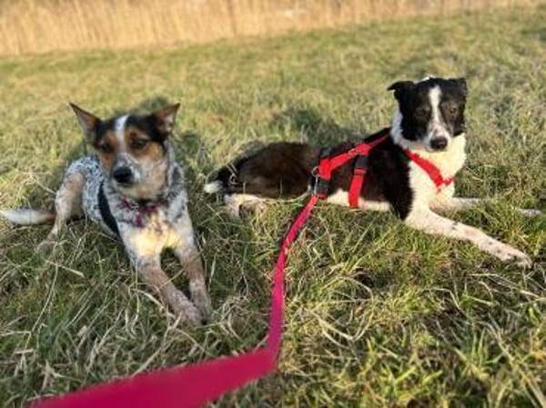 Sarasanfte Seele sucht liebevolles Zuha