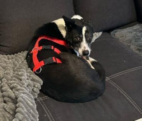 Sarasanfte Seele sucht liebevolles Zuha