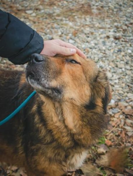 Anton  Freundlicher Wuschelbär mit Herz