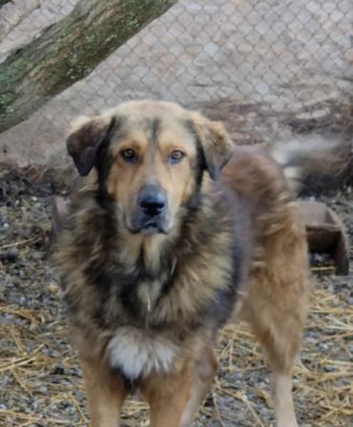 Anton  Freundlicher Wuschelbär mit Herz