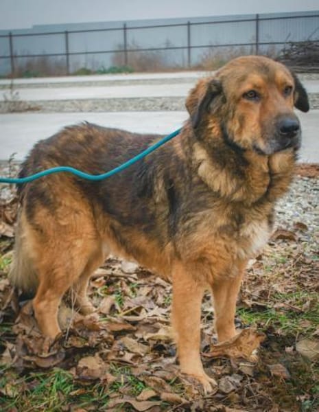 Anton  Freundlicher Wuschelbär mit Herz