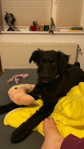 Pudelmix-Mädchen MAKEDA 😍 bei Eilenburg