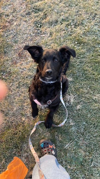 Pudelmix-Mädchen MAKEDA 😍 bei Eilenburg