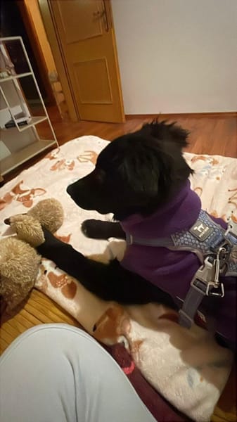 Pudelmix-Mädchen MAKEDA 😍 bei Eilenburg