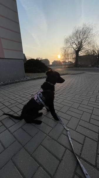 Pudelmix-Mädchen MAKEDA 😍 bei Eilenburg