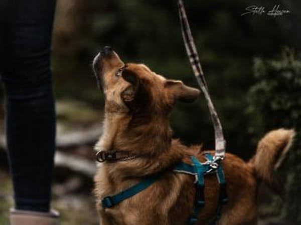 Liebenswerter Lollo sucht Zuhause