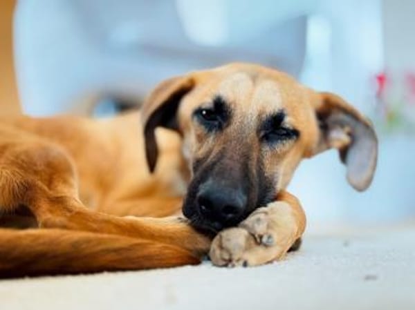 Umar (zur Pflege in 65346 Eltville am R)