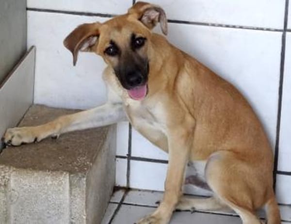 Umar (zur Pflege in 65346 Eltville am R)