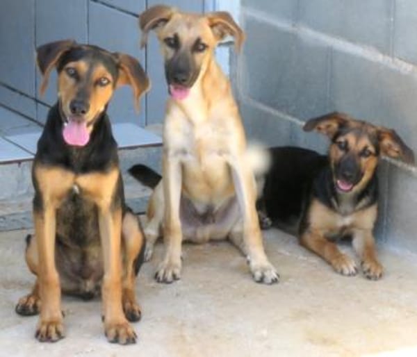 Umar (zur Pflege in 65346 Eltville am R)