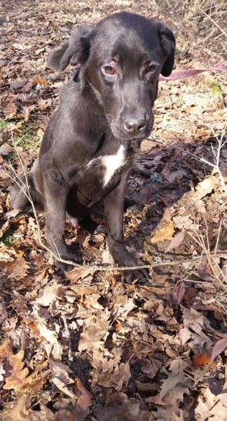 Kleiner, tapferer Luke sucht ...