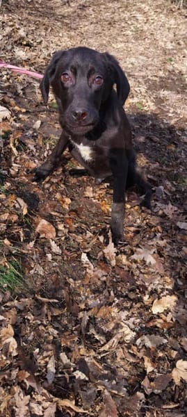 Kleiner, tapferer Luke sucht ...