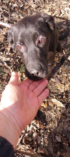 Kleiner, tapferer Luke sucht ...