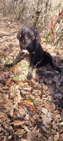 Kleiner, tapferer Luke sucht ...