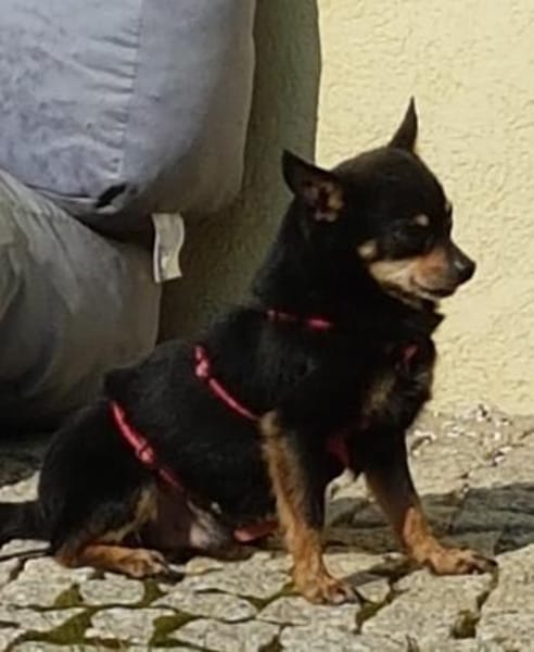 Freundlicher  Jack      Gnadenadoption!