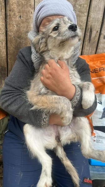 Rita kleine Zuckerschnute sucht Körbchen