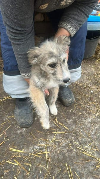 Rita kleine Zuckerschnute sucht Körbchen