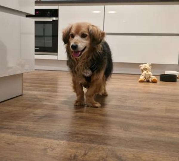 Einsteinsucht seine Menschen🐾💙🐾